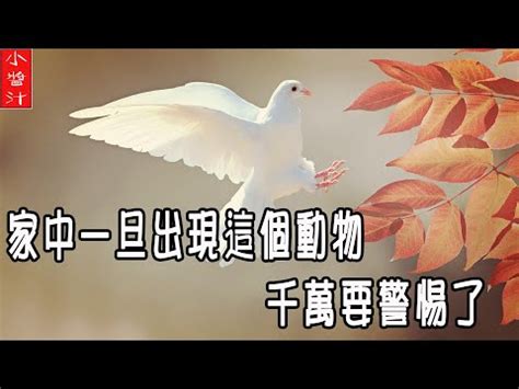 鳥死在門口|【死鳥風水】家中出現死鳥？揭開死鳥風水背後的神秘面紗